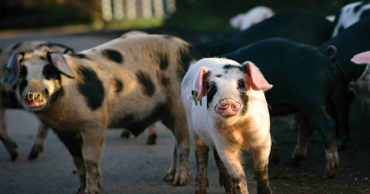 Pannage Pigs - Beaulieu